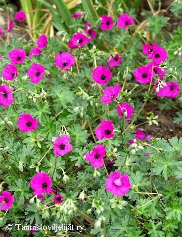 Geranium cinereum var. subcaulescens 'Giuseppii'